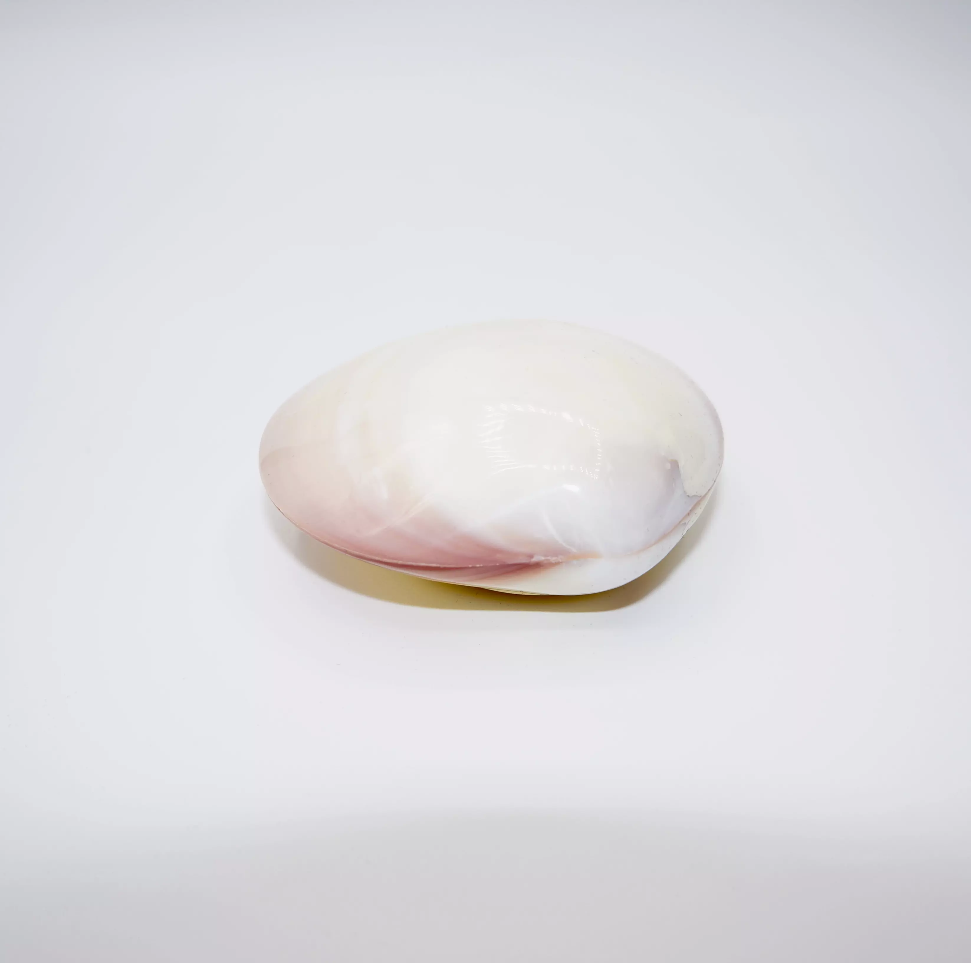 Massagemuscheln Naturell